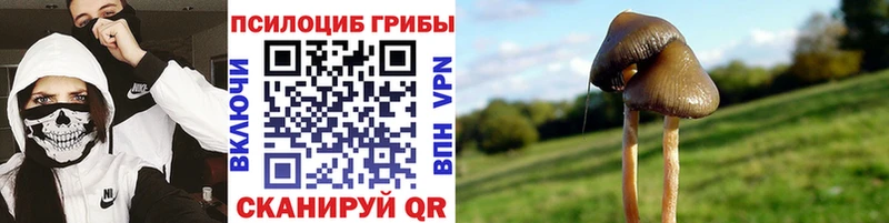 дарк нет наркотические препараты  даркнет сайт  Кызыл  Псилоцибиновые грибы MAGIC MUSHROOMS  hydra ТОР 